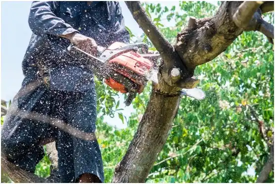 tree services Capitanejo